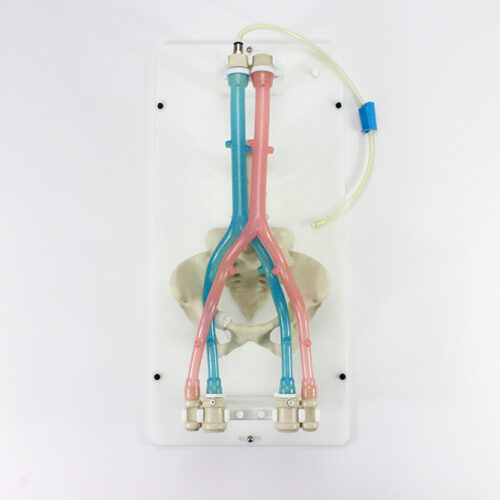 Venous Trainer (#5092)